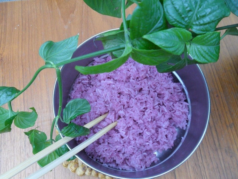 Magenta Leaf Plant Starter - 3" Pot - Peristrophe roxburghiana - Vibrant Culinary & Decorative Plant