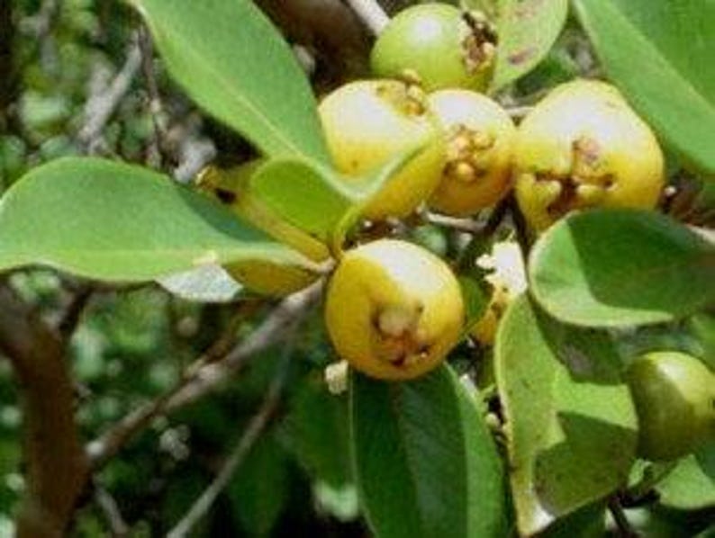 Lemon Guava Plant 6" Pot Psidium Littorale Tropical Fruit Container Gardening