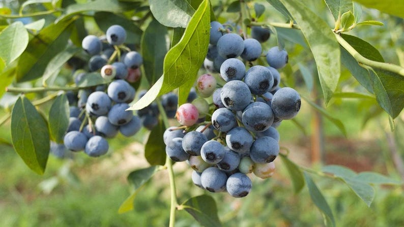 Biloxi Southern Highbush Blueberry Plant - 6" Pot, 1 ft Tall, Low-Chill Variety, Ideal for Warm Climates, Vaccinium corymbosum