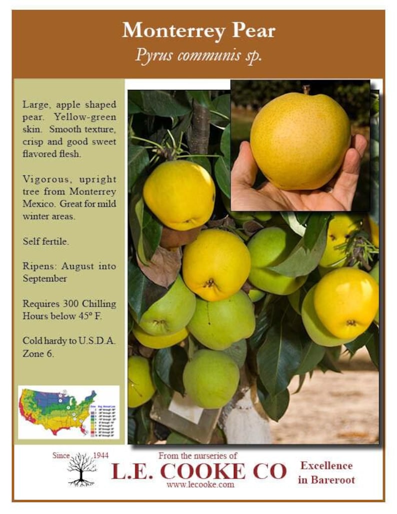 Monterey Pear Tree Live Plant - 2 to 3 Feet - Pyrus communis - Ornamental & Fruit Tree - Ships in 6-Inch Pot