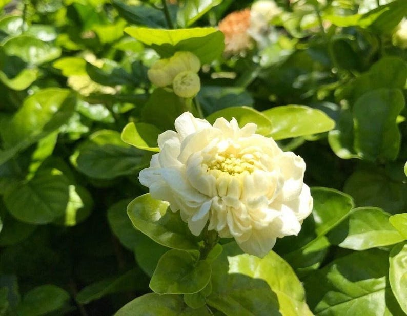Grand Duke Jasmine Plant 3 Gallon Pot - Fragrant Flowering Shrub - Jasminum sambac - Indoor/Outdoor Garden Plant