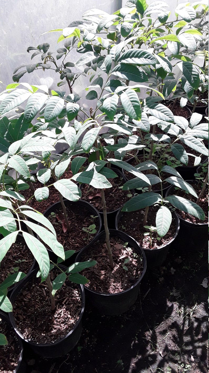 Longan Live Plant - 1 to 2 Feet Tall - Air Layered Dimocarpus longan - Ships in 1 Gallon Pot for Home Garden
