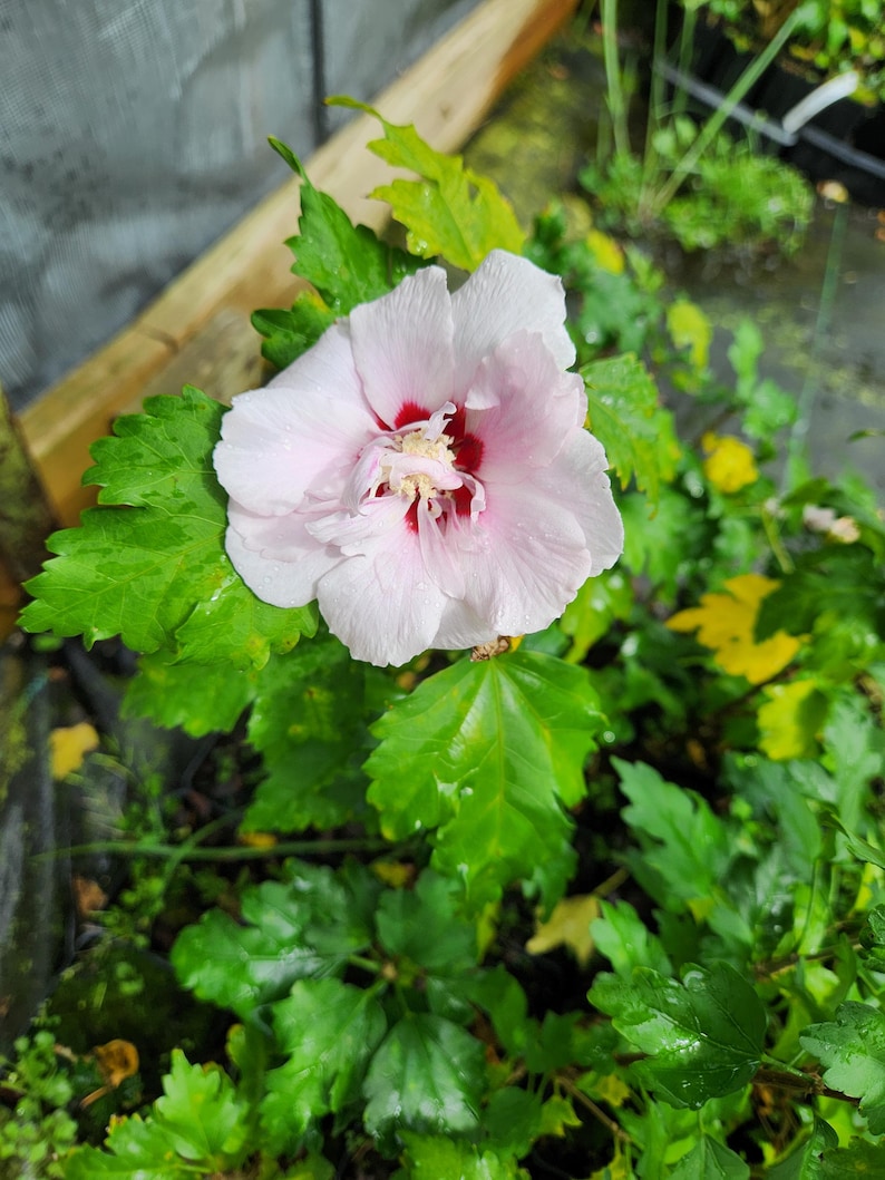 Pink Rose of Sharon Plant - 4" Container - Hibiscus Syriacus Pink - Colorful Shrub for Wildlife Gardens - Attracts Hummingbirds