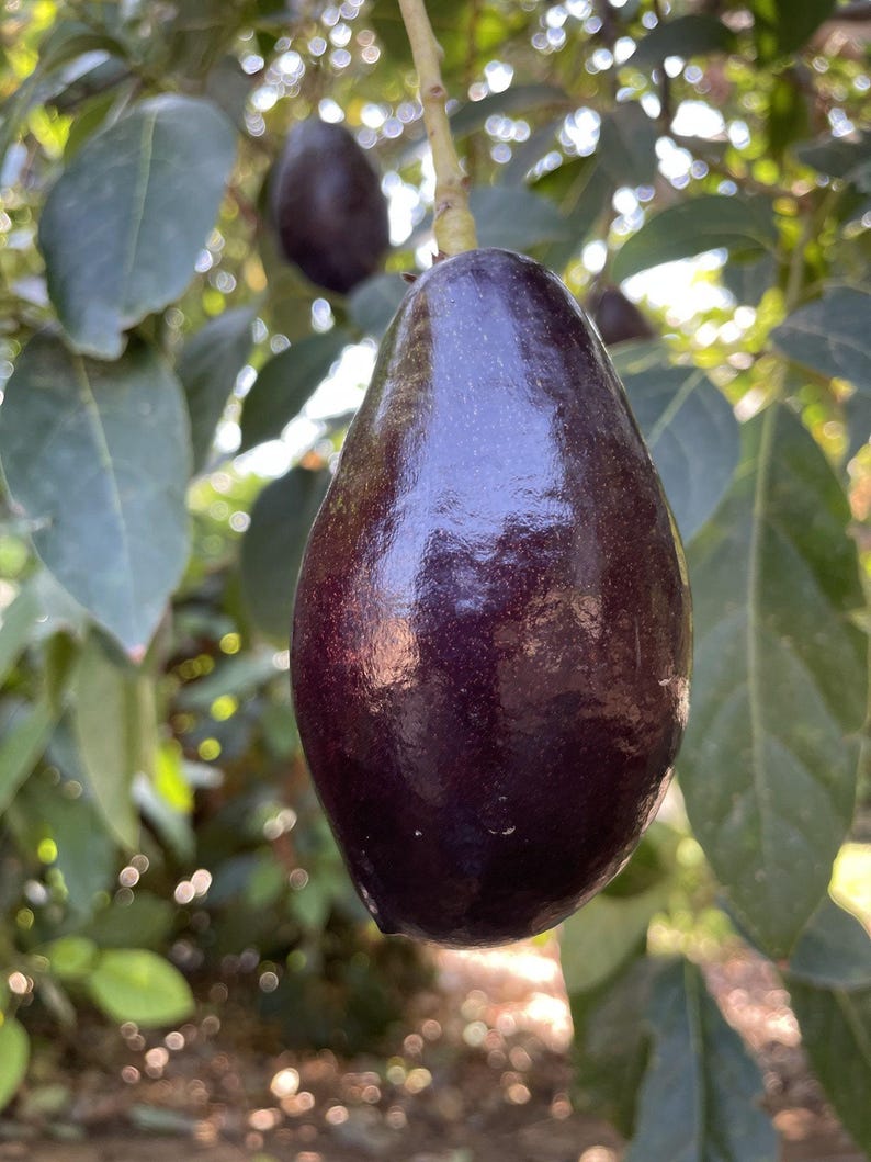 Grafted Mexicola Avocado Tree - 3 Gallon Pot - Persea americana 'Mexicola' - Ideal for Small Spaces, Low Maintenance