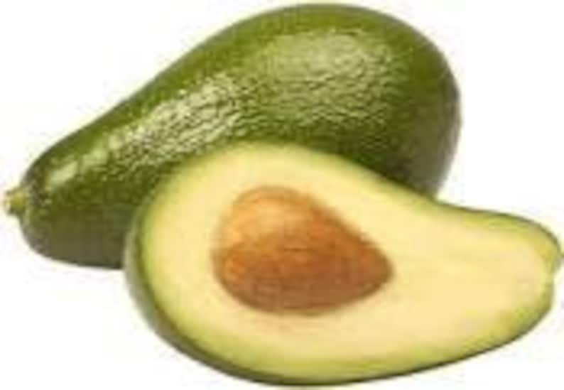Ettinger Avocado Tree 1ft Grafted Plant Persea americana Indoor/Outdoor 6" Pot Compact Fruit Tree