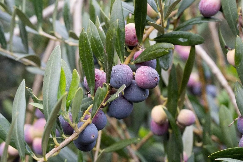 Olive Tree Plant 6" Pot Arbequina Variety Olea europaea Ideal for Container Gardening Drought-Tolerant Evergreen
