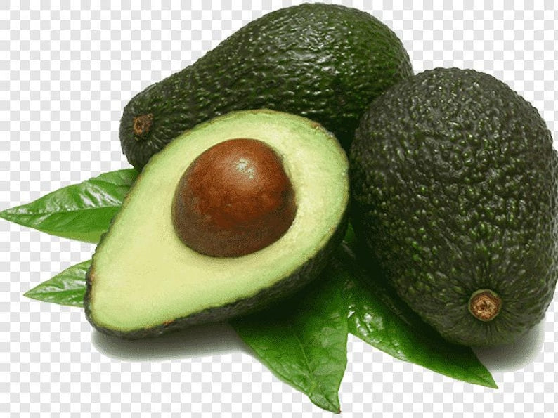 Grafted Avocado Tree - 1 Feet - Leavens Hass - Persea americana - Ships in 6" Pot - Healthy Plant for Home Garden