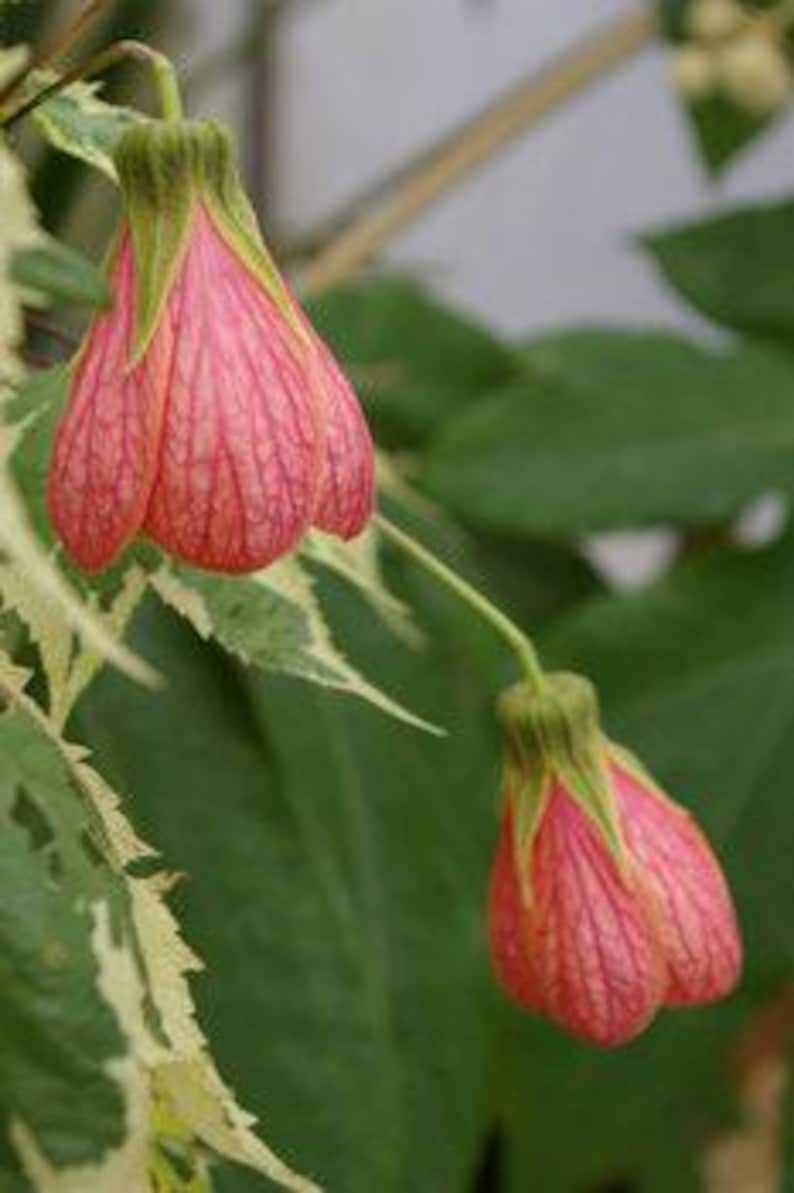 Flowering Plant 6" Pot Abutilon 'Souvenir de Bonn' Orange Yellow Bell-Shaped Flowers Abutilon hybridum
