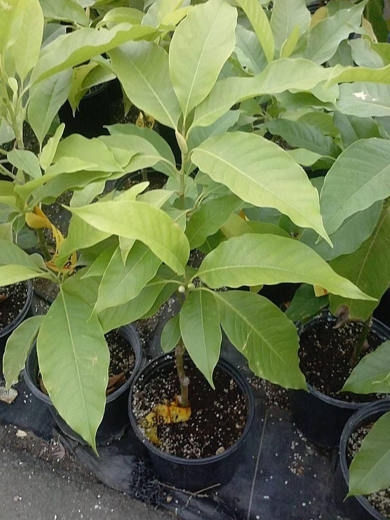White Champaca Tree 2 ft Grafted Air Layered Michelia alba Fragrant White Flowers in 3 Gal Pot