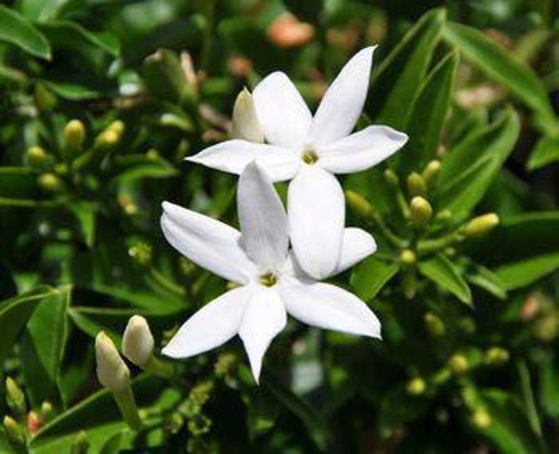 South African Jasmine Plant 6" Pot | Fragrant Green Foliage | Jasminum angulare | Aromatic Garden Variety