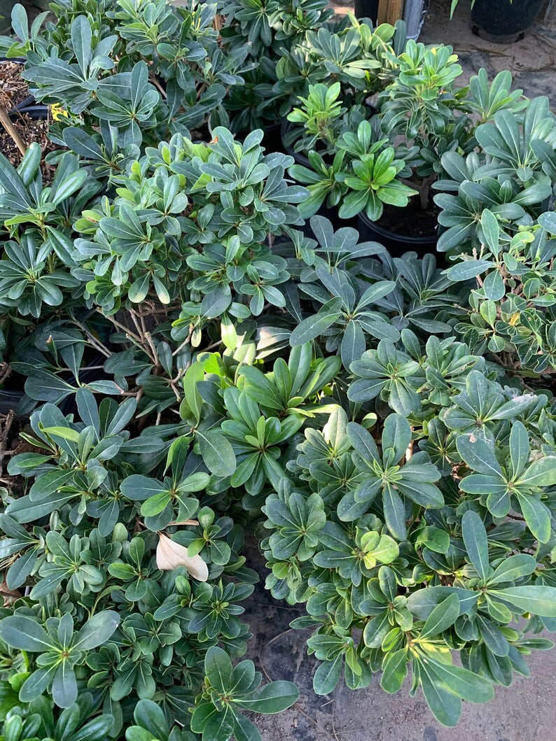 Tobira Green Live Plant 6" Pot Pittosporum tobira Indoor/Outdoor Shrub 6-8” Tall Green Foliage Low Maintenance
