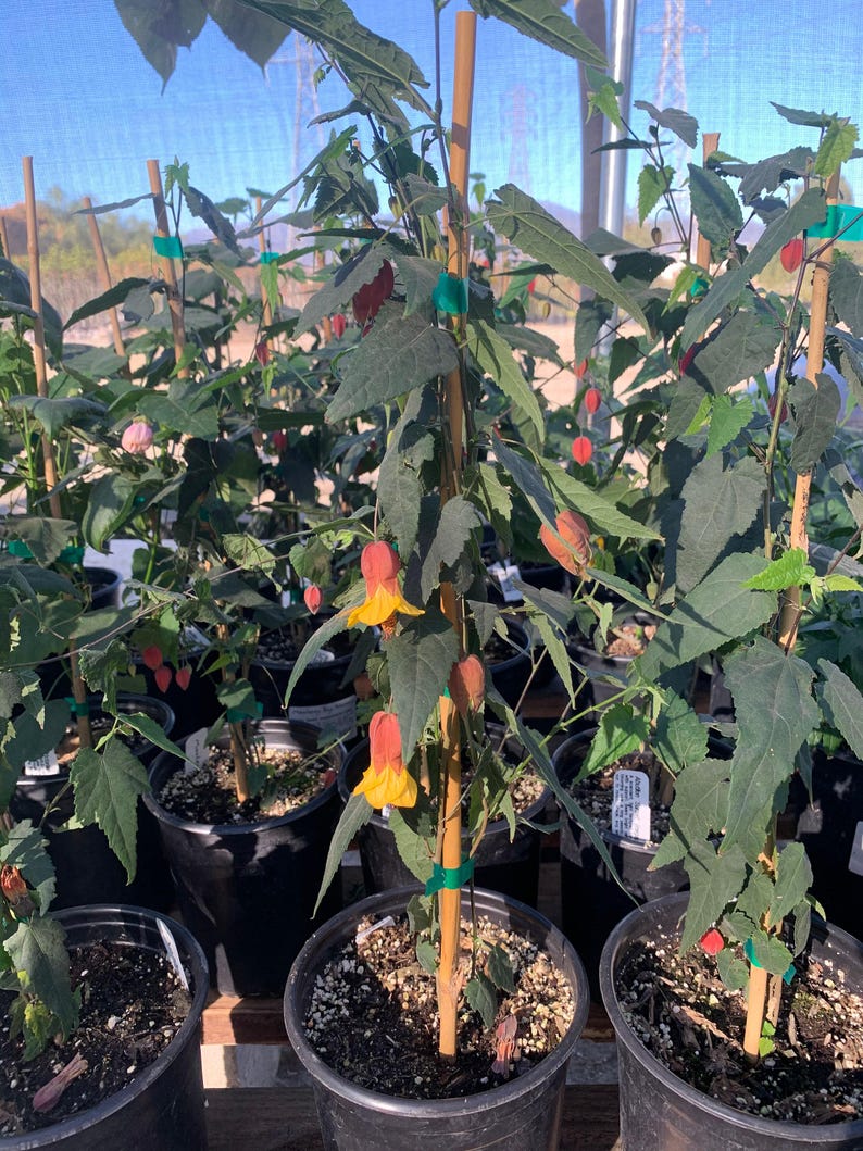 Abutilon 'Sunset' Live Plant in 6" Pot | Bright Yellow Flowers with Red Sepals | Abutilon megapotamicum Hybrid