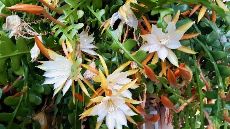 Epiphyllum Anguliger Live Plant 1-2ft Ric Rac Orchid Cactus 6” Pot - Unique Lobed Stems for Indoor Gardening
