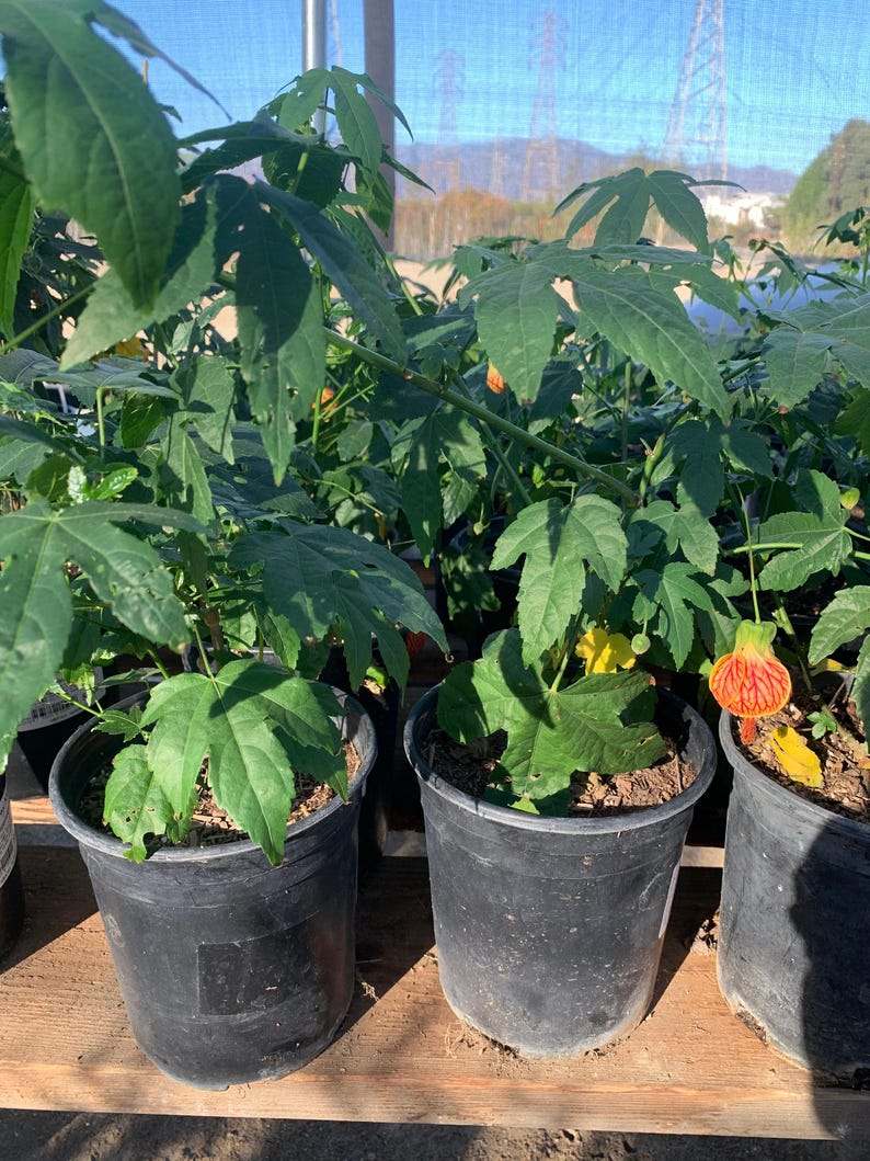 Abutilon 'Tiger Eye' Live Plant - 6" Pot - Tropical Flowering Plant with Tiger-Striped Leaves (Abutilon hybridum)