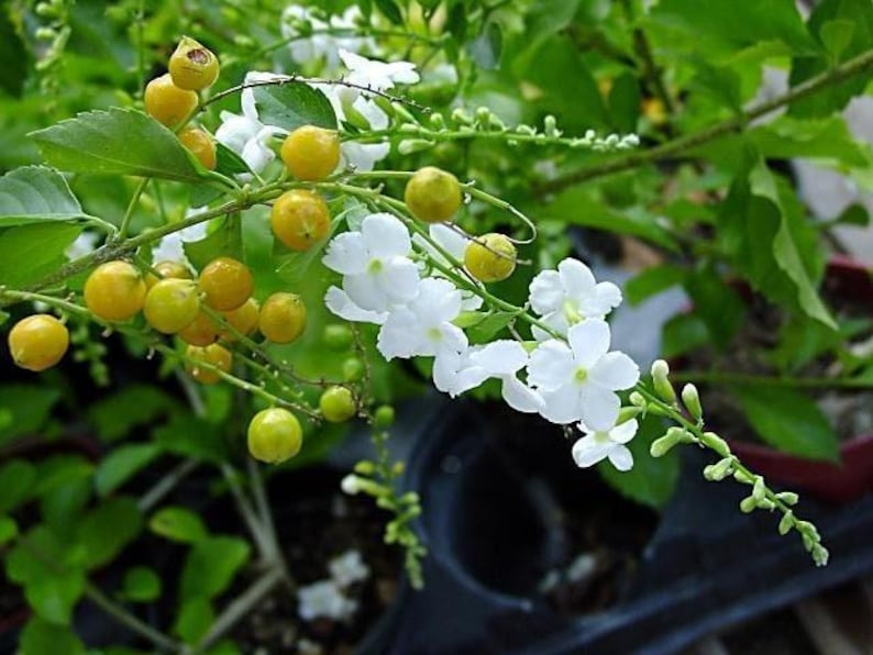 Duranta Live Plant 6” Pot - White Flowering Duranta erecta - Indoor/Outdoor Decorative Plant