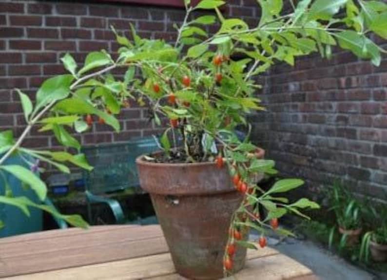 Goji Berry Plant 6" Pot Edible Fruit Lycium barbarum Antioxidant Rich Superfood for Home Gardens and Containers