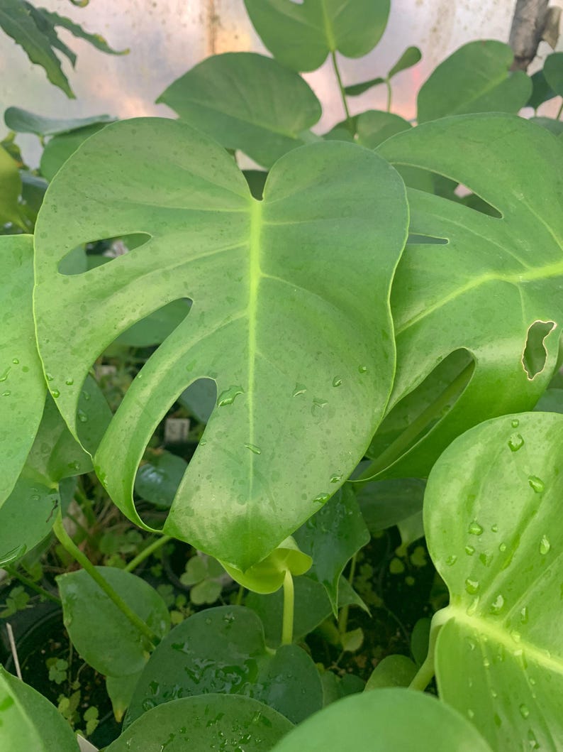 Monstera Deliciosa Live Plant - 4” Pot - Tropical Indoor Houseplant, Swiss Cheese Plant (Monstera deliciosa)