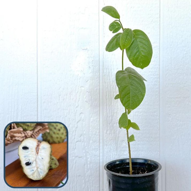 Booth Cherimoya Seedling Plant - 3 Gallon Pot - Annona cherimola - Atemoya Rootstock - Ideal for Tropical Gardens