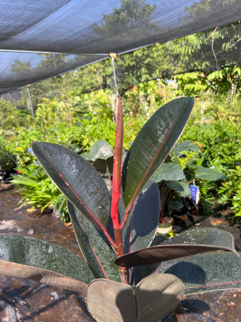 Live Plant 6" Pot Abidjan Rubber Plant Ficus elastica Compact Growth Indoor Greenery Houseplant