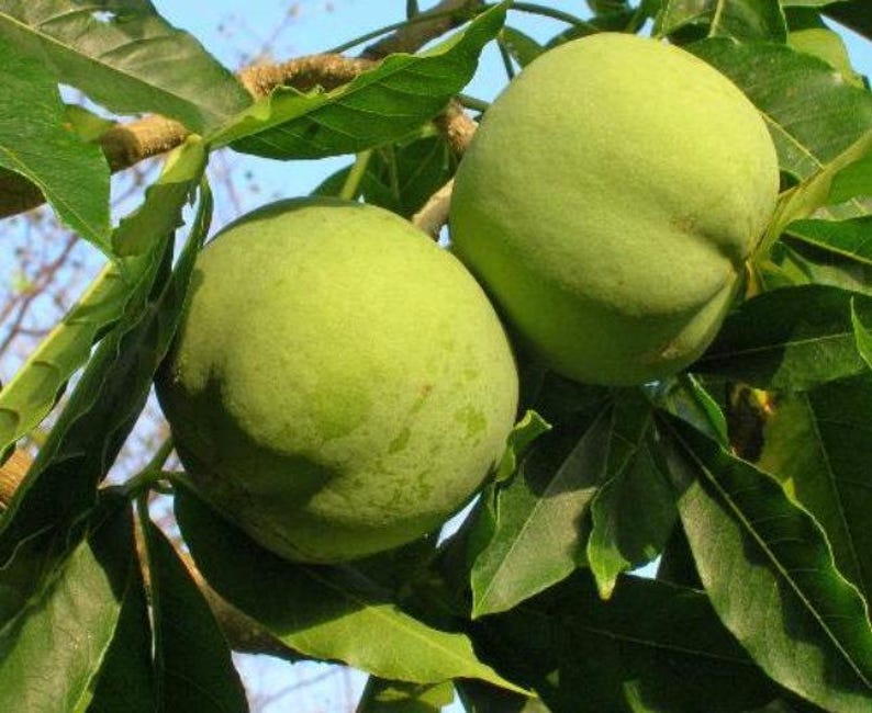 Live White Sapote Plant 1-2ft in 6" Pot - Casimiroa edulis Tropical Fruit Tree for Home Garden