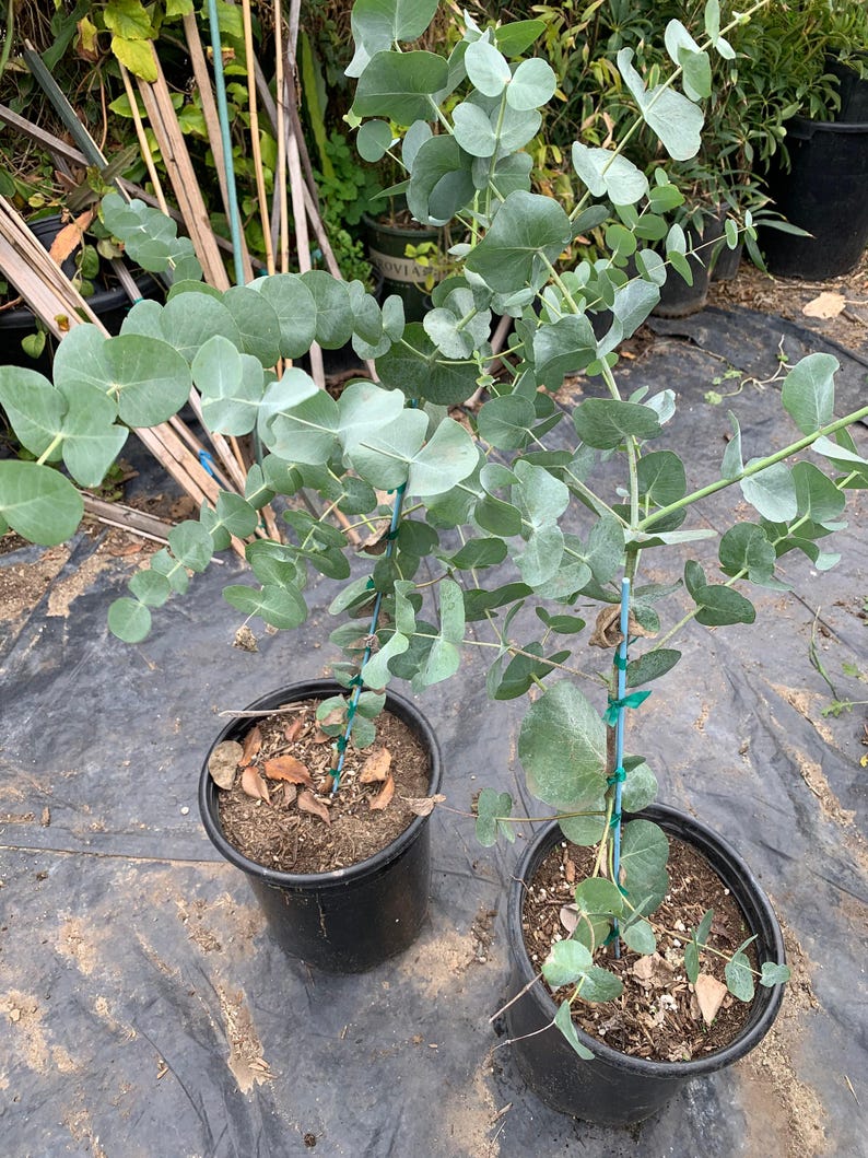 Eucalyptus Cinerea 3 Gallon Pot - Silver Dollar Tree, Drought Tolerant, Fast Growing, Eucalyptus cinerea