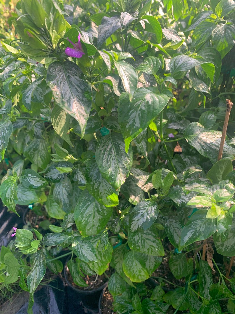Magenta Leaf Plant 6" Pot - Colorful Foliage, Edible Herb - Alternanthera ficoidea - Vibrant Home Decor