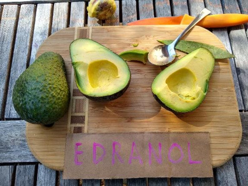 Grafted Edranol Avocado Tree - 1 ft Tall - Persea americana - Compact & Fast-Growing for Home Gardens
