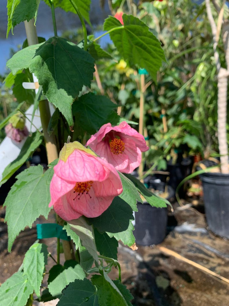 Abutilon Rosalie Live Plant 6" Pot - Evergreen Pink Flowering Shrub - Hummingbird Attracting (Abutilon hybridum)