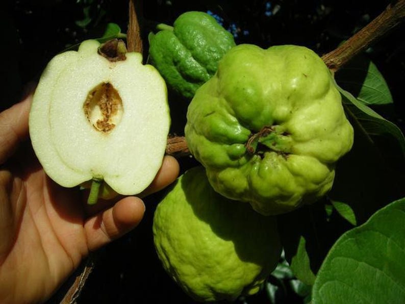 Taiwanese Seedless Guava Tree - 3 Gallon Pot - White Flesh - Psidium guajava - Airlayered, Drought Tolerant, Container Friendly