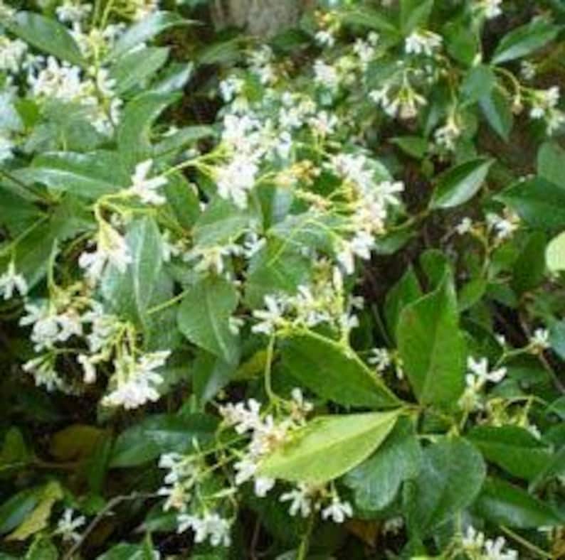Star Jasmine Plant - 6" Pot - Fragrant Climbing Vine - Trachelospermum jasminoides - Evergreen Ground Cover for Gardens