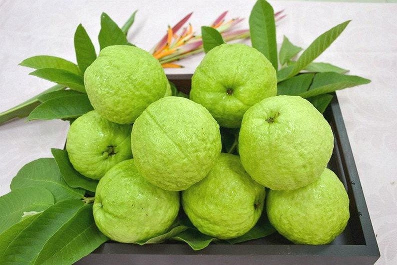 Taiwanese Guava Tree 2 Feet Crunchy Sweet Psidium guajava Air-Layered in 3 Gallon Pot