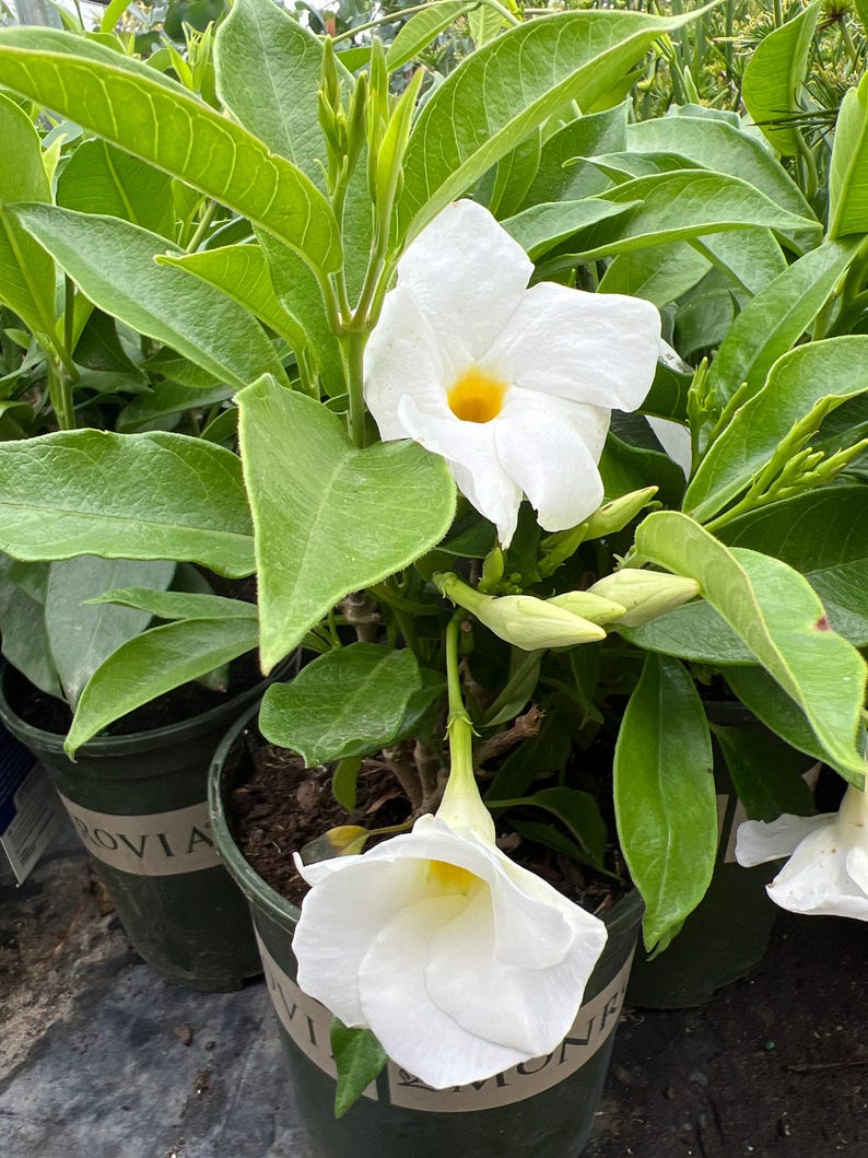 White Mandevilla Live Plant 1 Gal Pot - Tropical Climbing Vine with White Flowers - Mandevilla sanderi for Sun Gardens