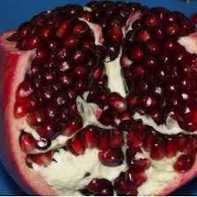 Ambrosia Ariana Pomegranate Plant - 6" Pot - Sweet Red Fruits - Punica granatum - Ideal for Warm Climates - Compact Size
