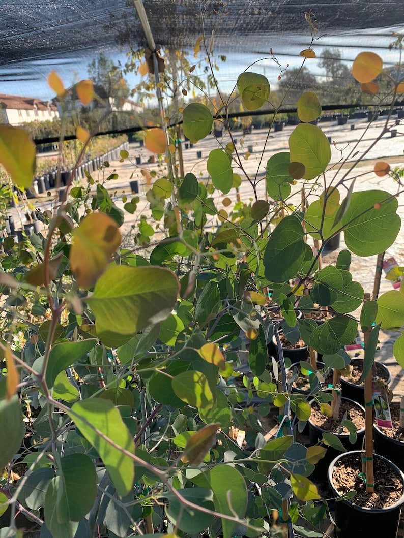 Eucalyptus Tree 6" Pot Silver Dollar Gum Evergreen Fragrant Foliage Eucalyptus polyanthemos Garden Accent Plant