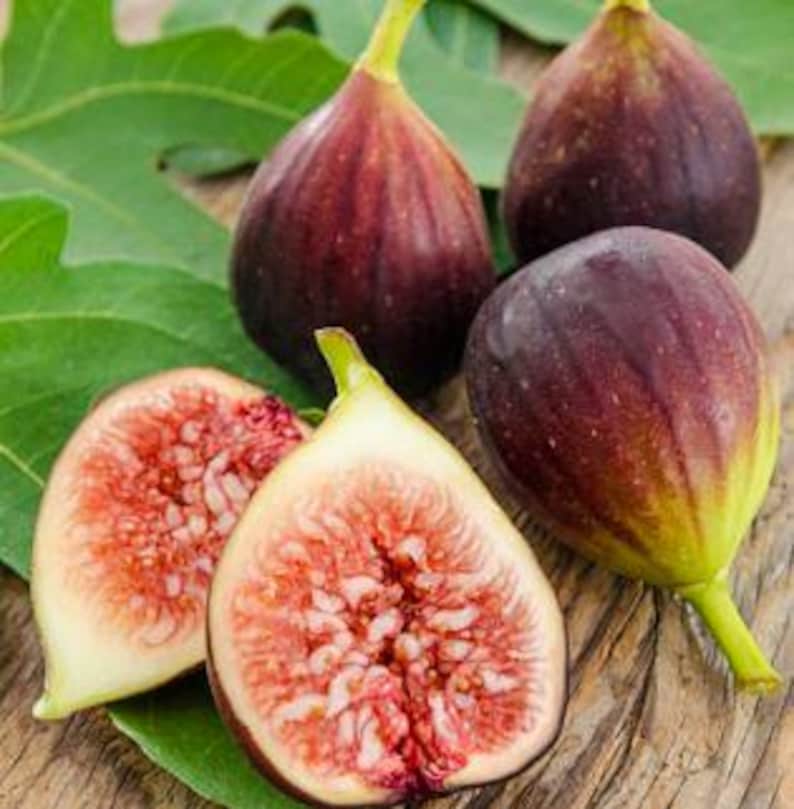 Organic Fig Tree - Half Gallon Pot - Cold Hardy Ficus carica - Easy to Grow - Ideal for Container Gardening
