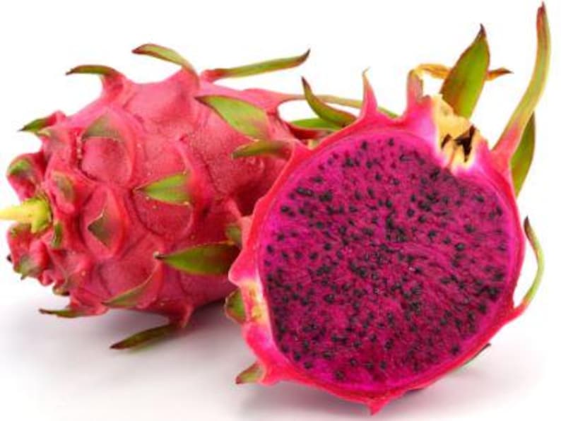 Dragon Fruit Plant 4 Inch Pot Red Variety Easy to Grow Organic Hylocereus costaricensis