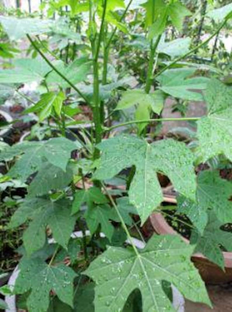 Organic Chaya Tree Spinach Live Plant - 4 Inch Pot, Mayan Spinach (Cnidoscolus aconitifolius) - Easy to Grow, Chemical-Free
