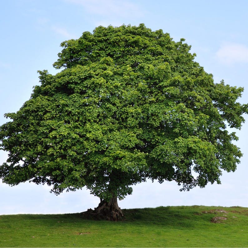 American Sycamore Tree 2-3' Platanus occidentalis Fast Growing Ornamental Shade Tree Ideal for Various Soils
