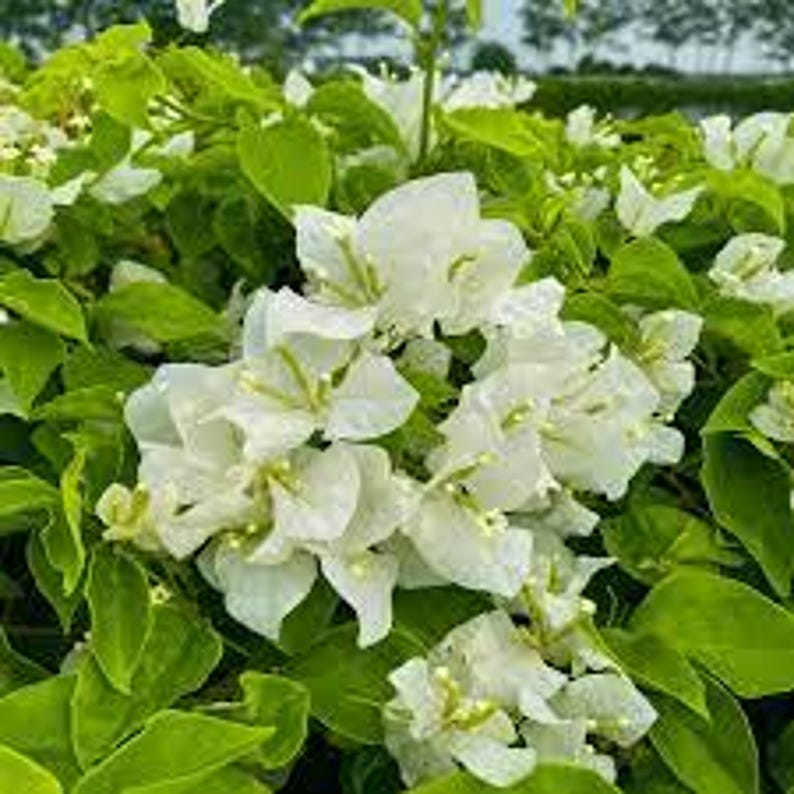 White Bougainvillea Plant in 6" Pot - Bougainvillea glabra - Full Sun Garden Decor - Compact Growth for Container Gardening