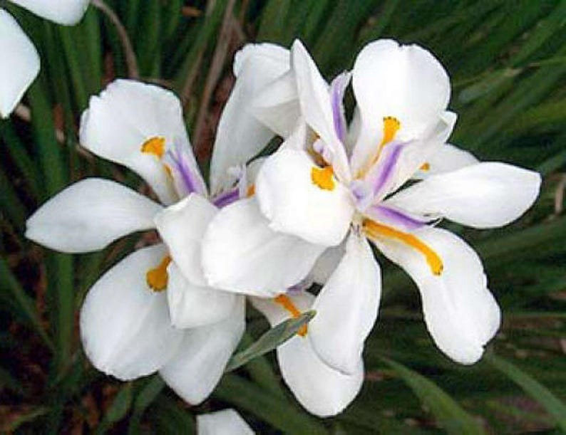 White African Iris 6" Pot - Dietes Iridioides, Perennial Plant with Elegant White Flowers