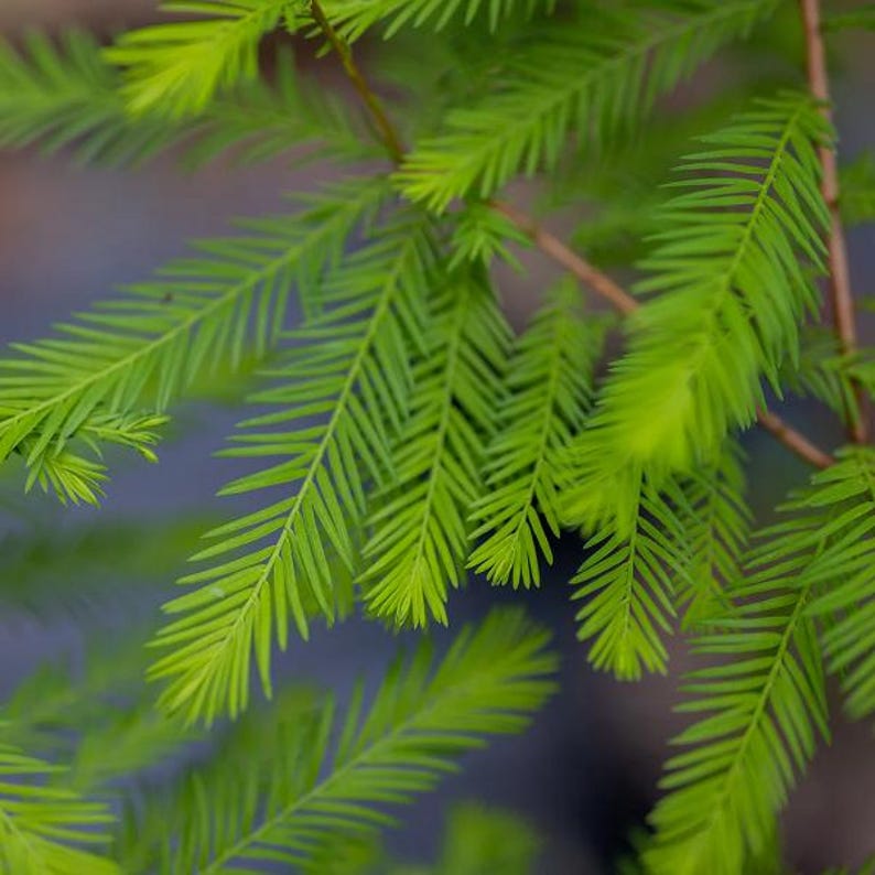 Bald Cypress Tree - Large Stock Plant - Taxodium distichum - Up to 4 ft Tall - Ideal for Landscaping & Wetlands