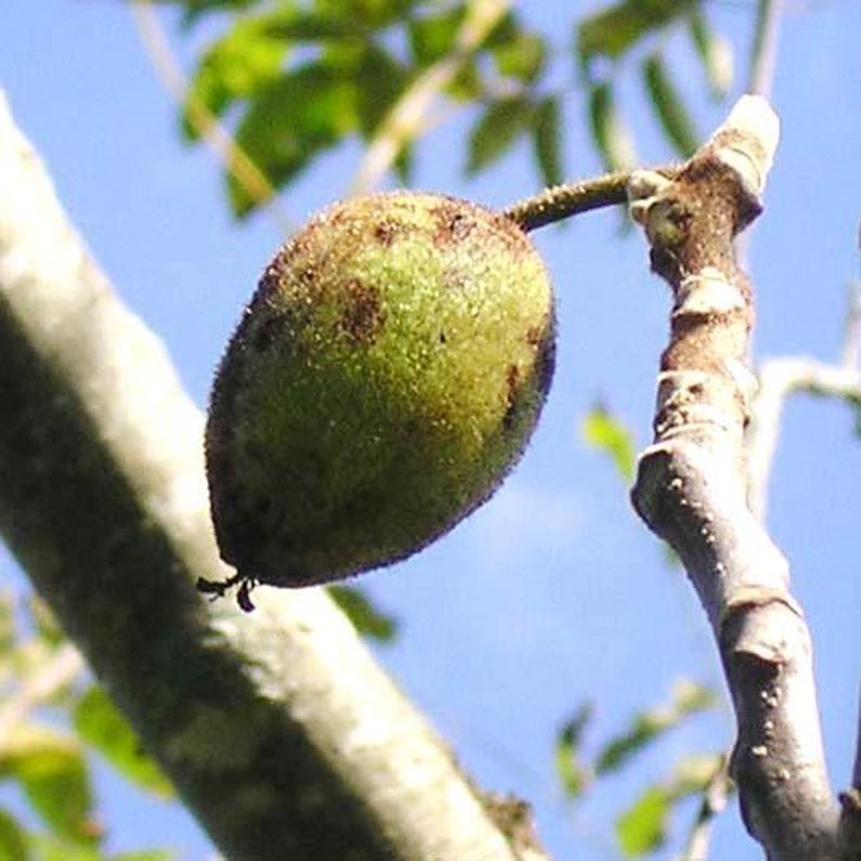 American Butternut Tree 2 Foot Juglans cinerea - Self-Pollinating, Cold-Hardy Variety for Buttery Sweet Nuts