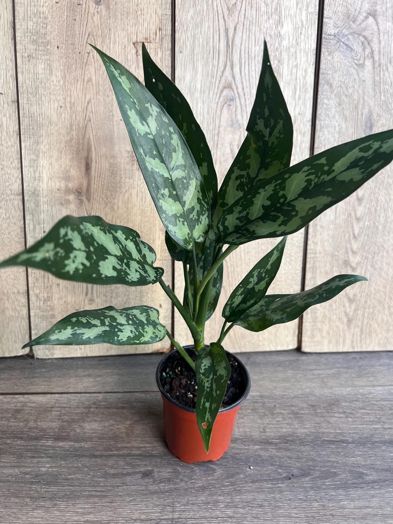 Aglaonema Maria Plant 4" Pot - Colorful Chinese Evergreen, Aglaonema sp. - Easy Care Indoor Houseplant
