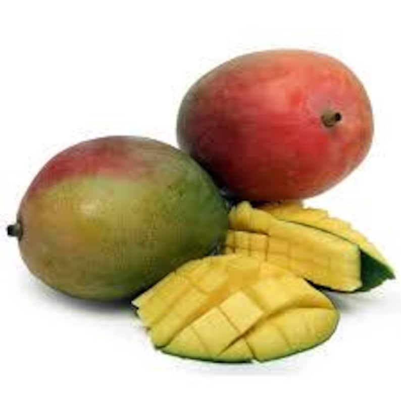 Haden Mango Tree - Grafted - 1 to 2 Feet - Mangifera indica - Florida Variety - Delicious Flavor - 3 Gallon Pot
