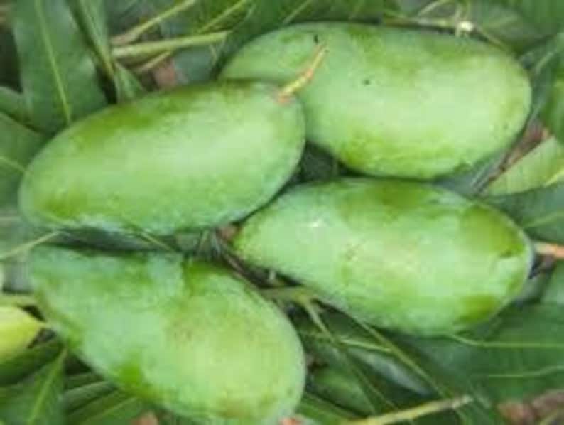MUN KUN SI Mango Tree 1ft Grafted Live Plant in 6" Pot - Sweet Thai Mango - Mangifera indica