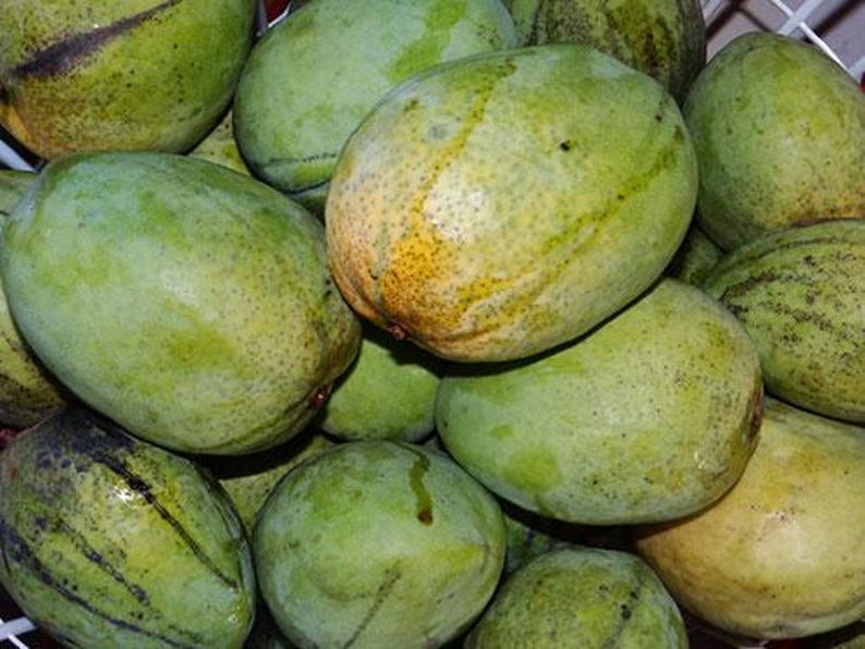 Grafted Julie Mango Tree - 1 ft Live Plant in 6" Pot - Mangifera indica - Sweet Flavorful Fruit for Home Garden