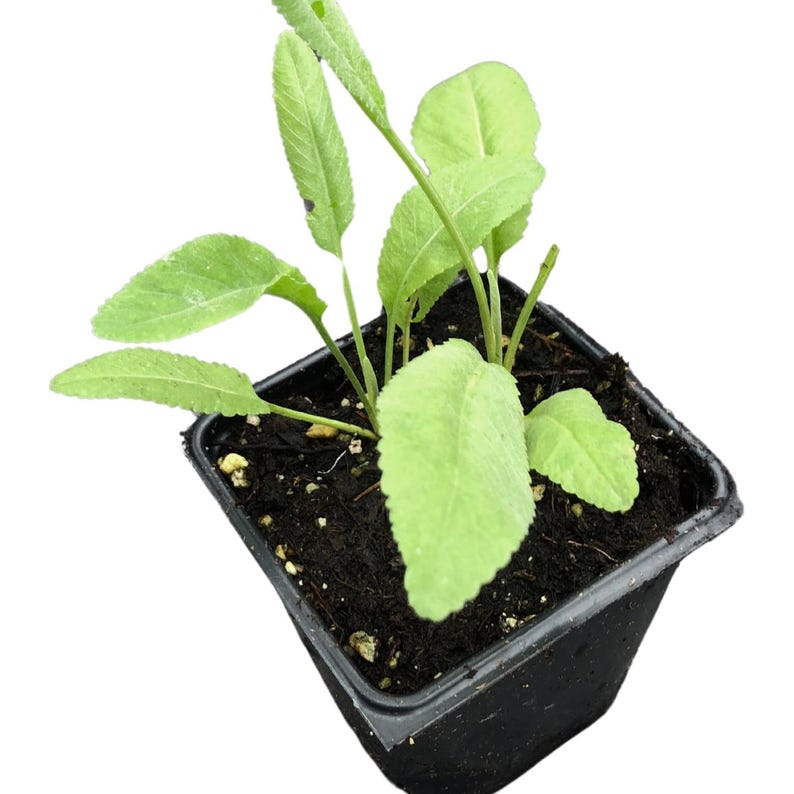Organic Costmary Plant in 2.5-Inch Pot, Aromatic Perennial with Yellow Flowers, Tanacetum balsamita, Alecost, Bible Leaf