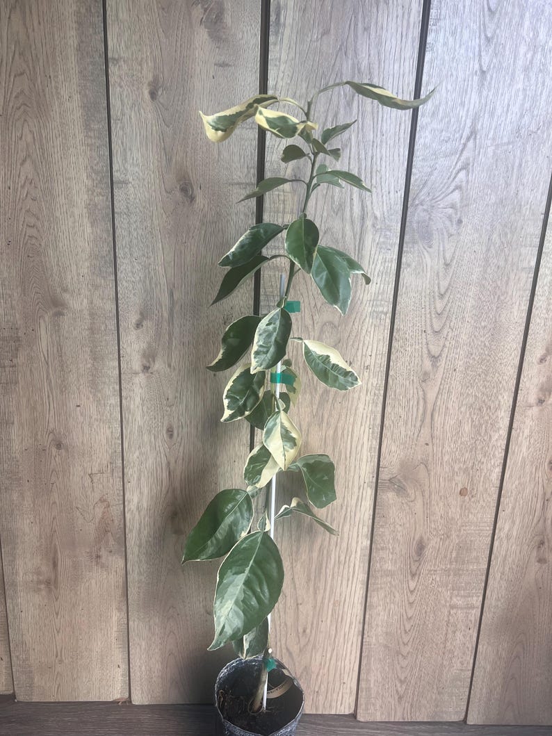 Variegated Minneola Tangelo Tree 1/2 Gallon Pot, Citrus reticulata × Citrus paradisi, Unique Variegated Foliage, Florida Shipping Only