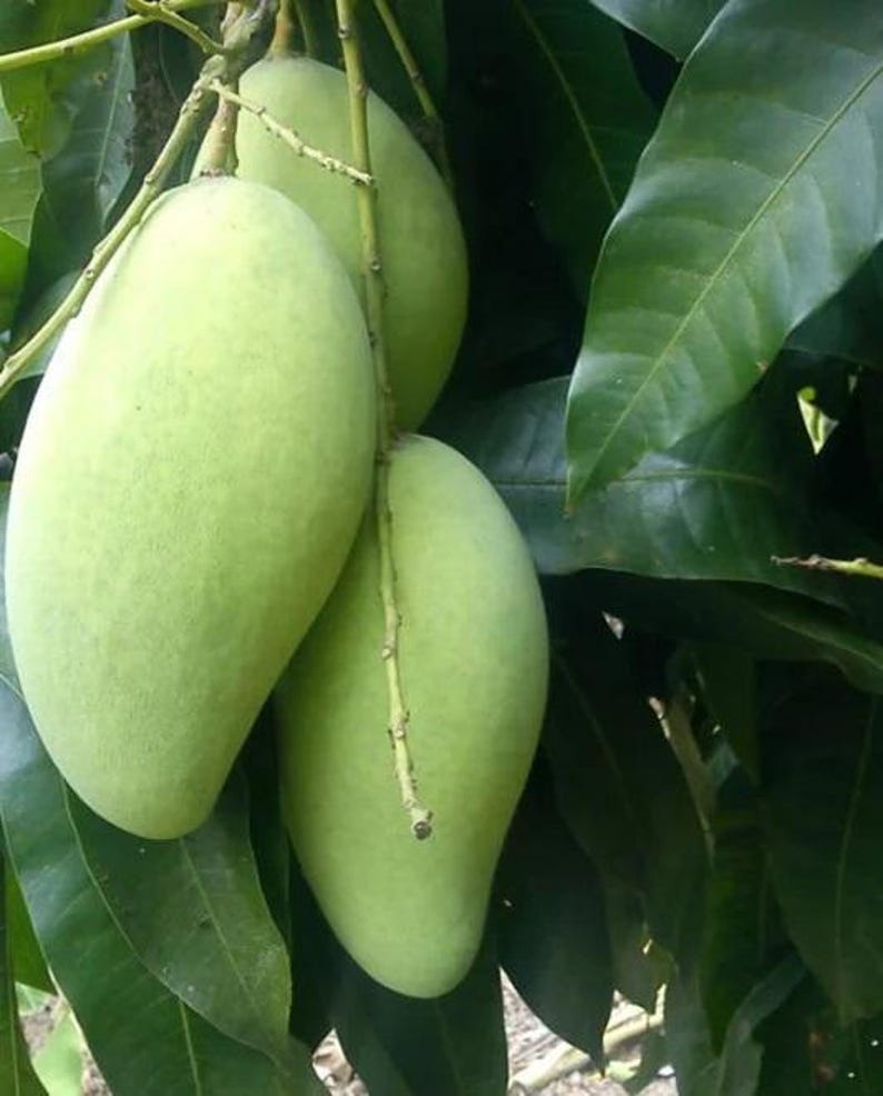 Grafted Mango Tree - 1ft - Kar Lon Long Variety - Mangifera indica - Ships in 6" Pot - Rare Indian Mango Plant
