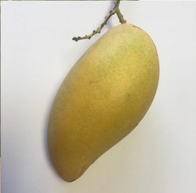 Grafted Sai Tong Mango Tree - 1 to 2 Feet - Sweet Thai Mango - Mangifera indica - Live Plant in 6" Pot